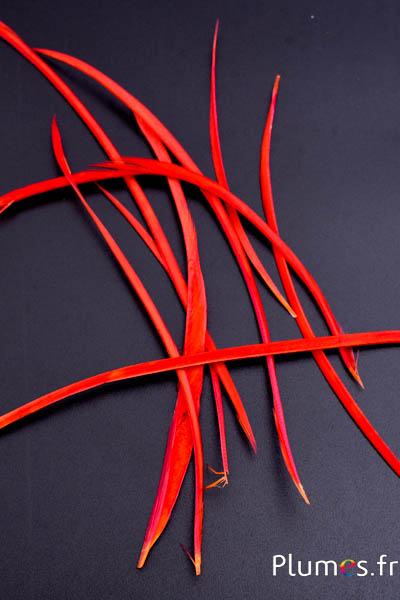 Oie strippé  - 10-17 cm - rouge